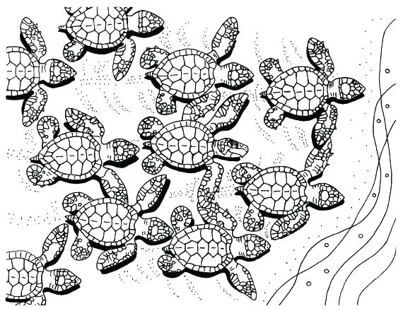Turtle Coloring Pages Cute Turtle Coloring Pages Coloring Pages 570x440 Turtle Coloring Pages Cute Turtle Coloring Pages Coloring Pages