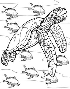 Freebie Sea Turtle Coloring Page Turtle, Dover Publications 236x300 Freebie Sea Turtle Coloring Page Turtle, Dover Publications