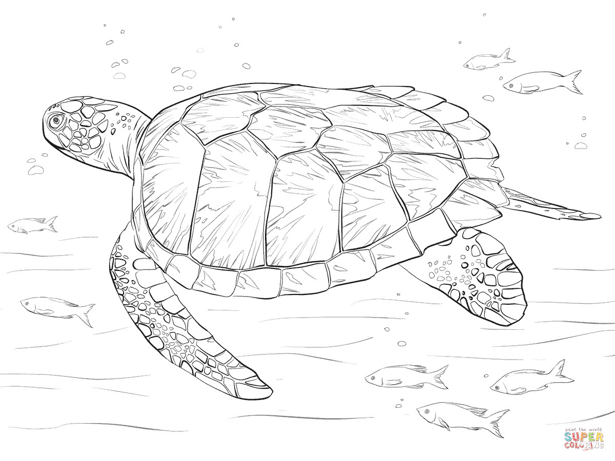 Green Sea Turtle Coloring Page Free Printable Pages Throughout 1200x900 Green Sea Turtle Coloring Page Free Printable Pages Throughout