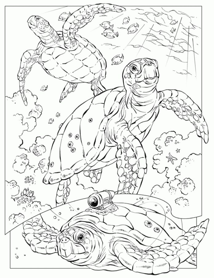Realistic Sea Turtle Coloring Pages For Adults 695x900 Realistic Sea Turtle Coloring Pages For Adults