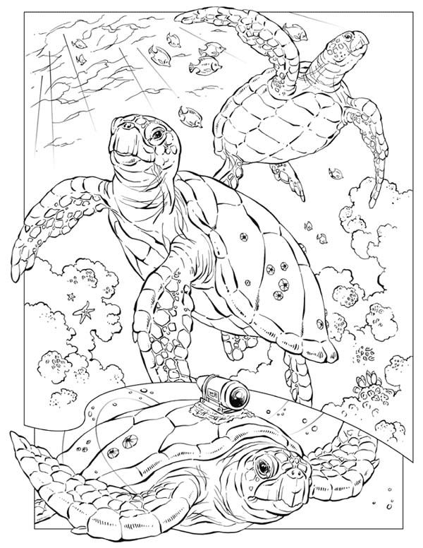 Sea Turtle, Sea Turtle Documentary Coloring Page Coloring 600x776 Sea Turtle, Sea Turtle Documentary Coloring Page Coloring