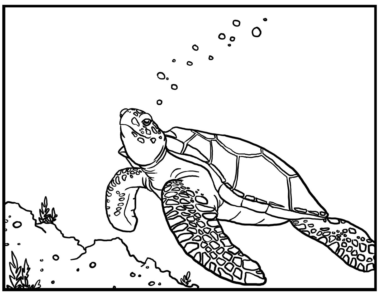Sea Turtle Coloring Pages Swimming Underwater 1600x1236 Sea Turtle Coloring Pages Swimming Underwater