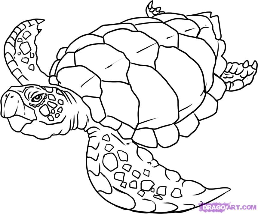 Sea Turtle Coloring Pages To Download And Print For Free 858x714 Sea Turtle Coloring Pages To Download And Print For Free