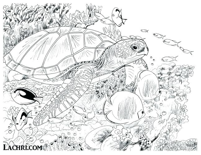 Turtle Coloring Pages For Adults Coloring Pages Turtles Coloring 647x500 Turtle Coloring Pages For Adults Coloring Pages Turtles Coloring