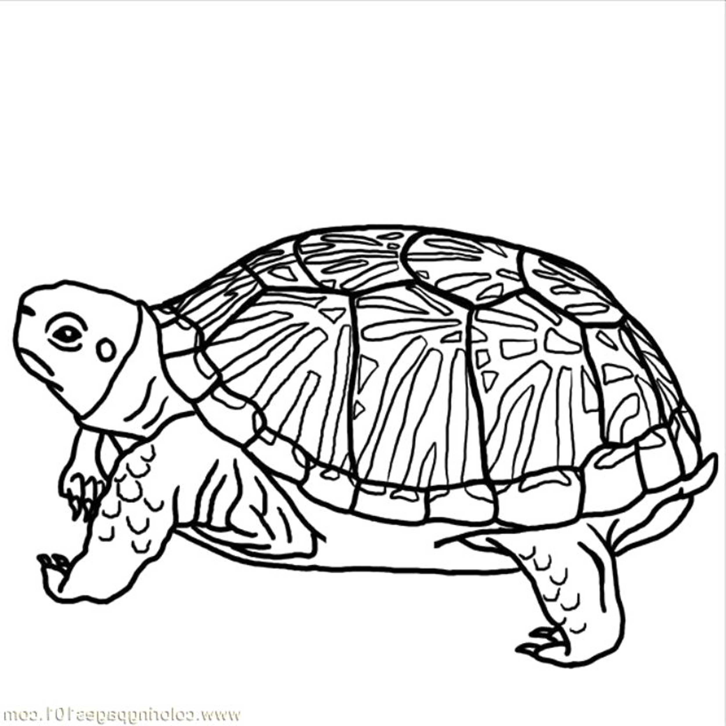 Coloring Pages Hand Drawn Sea Turtle Mascot For Adult Coloring 2500x2500 Coloring Pages Hand Drawn Sea Turtle Mascot For Adult Coloring