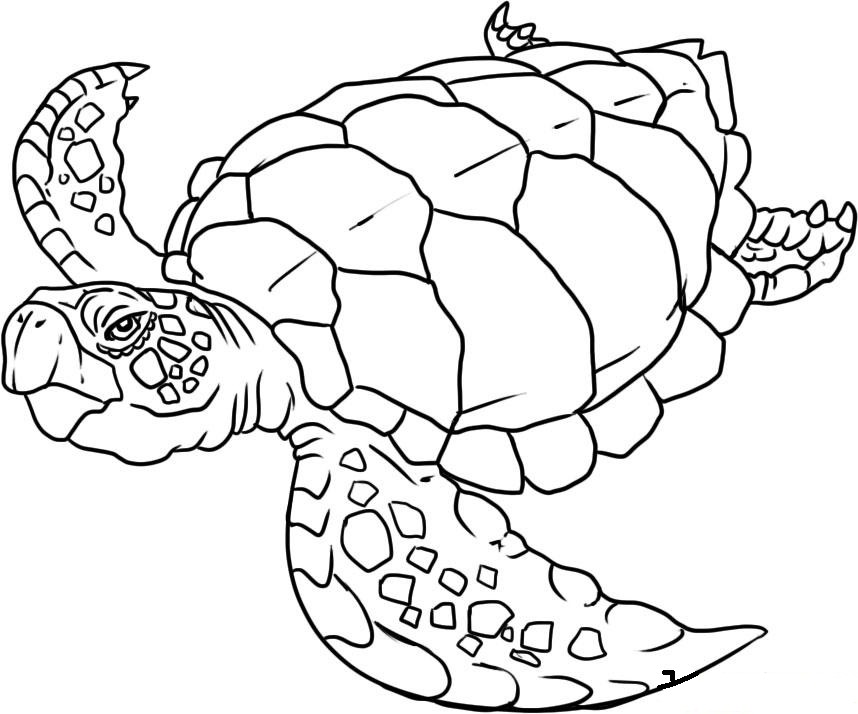 Sea Turtle Coloring Pages For Kids at GetColorings.com | Free printable ...