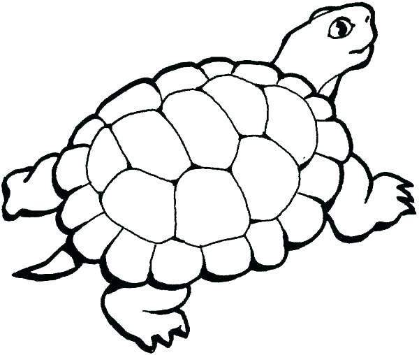 Baby Sea Turtle Coloring Pages Kids Coloring Turtle Coloring Pages 600x508 Baby Sea Turtle Coloring Pages Kids Coloring Turtle Coloring Pages