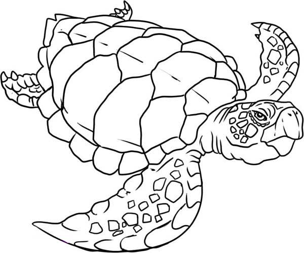 Sea Turtle Coloring Pages Printable Sea Turtle Coloring Pages 600x499 Sea Turtle Coloring Pages Printable Sea Turtle Coloring Pages