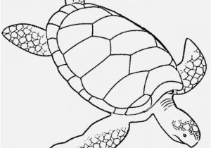 Turtle Coloring Pages Printable Display Sea Turtle Coloring Pages 300x210 Turtle Coloring Pages Printable Display Sea Turtle Coloring Pages