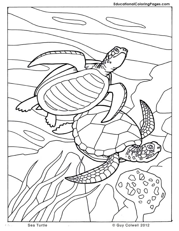 Sea Turtle Coloring Pages Animal Coloring Pages For Kids 612x792 Sea Turtle Coloring Pages Animal Coloring Pages For Kids