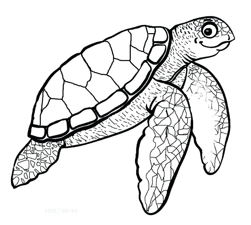 Sea Turtle Coloring Pages To Print 850x761 Sea Turtle Coloring Pages To Print
