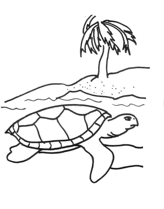 Free Printable Sea Turtle Coloring Pages For Kids 672x856 Free Printable Sea Turtle Coloring Pages For Kids