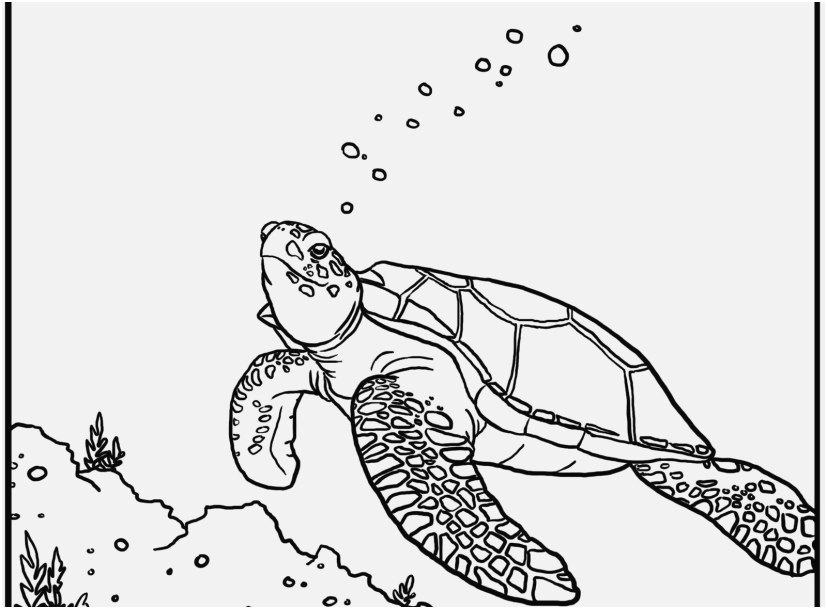 827x609 Sea Turtle Coloring Page Picture Free Printable Turtle Coloring