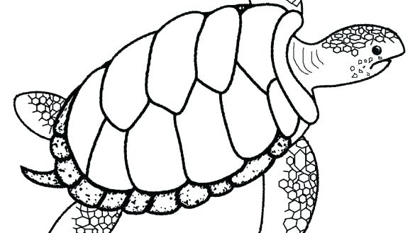 585x329 Turtle Coloring Page Turtles Worksheets Kindergarten Turtle