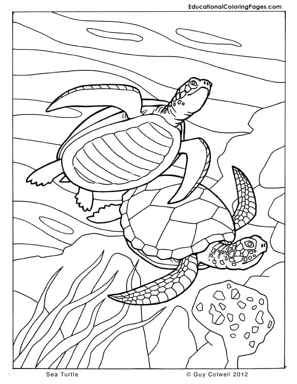 612x792 Sea Turtle Coloring Page
