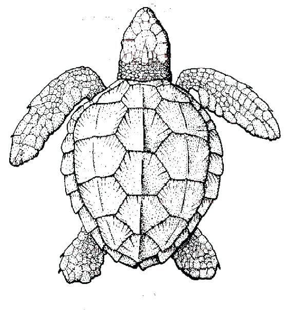 600x605 Coloring Pages Of Turtles Realistic Sea Turtle Coloring Page
