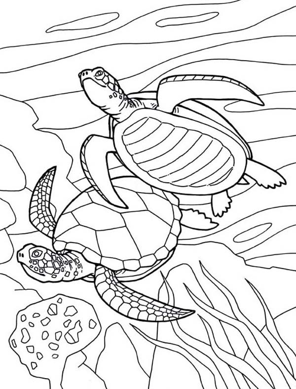 600x788 Free Picture Of Sea Turtle Mating Coloring Page