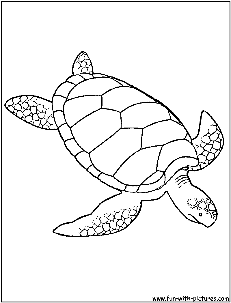 Green Sea Turtle Coloring Page Sea Animals Wedding Decor 800x1050 Green Sea Turtle Coloring Page Sea Animals Wedding Decor