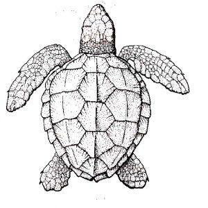 Sea Turtle, Realistic Sea Turtle Coloring Page Realistic Sea 300x300 Sea Turtle, Realistic Sea Turtle Coloring Page Realistic Sea
