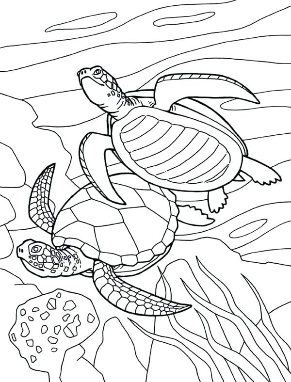 Sea World Colouring Pages Printable Coloring World Coloring Page 600x788 Sea World Colouring Pages Printable Coloring World Coloring Page