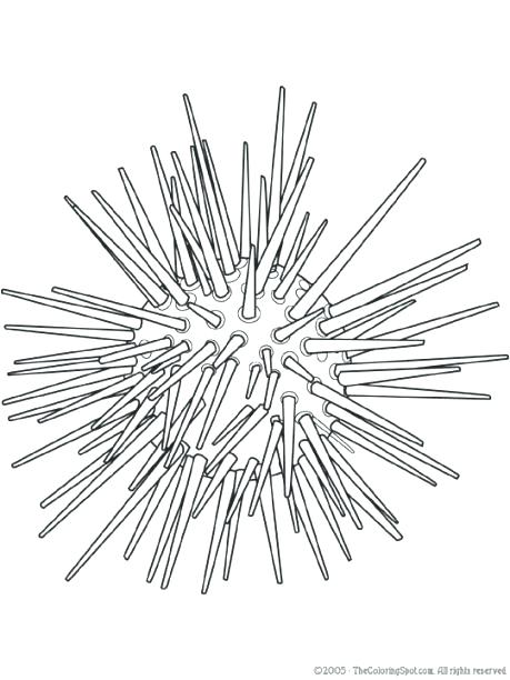 Sea Urchin Coloring Page Sea Urchin Colouring Pages 459x612 Sea Urchin Coloring Page Sea Urchin Colouring Pages