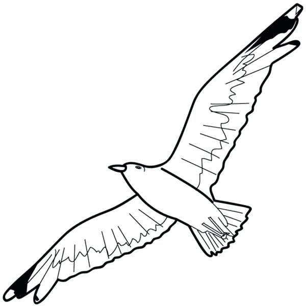 Seagull Coloring Page at GetColorings.com | Free printable colorings