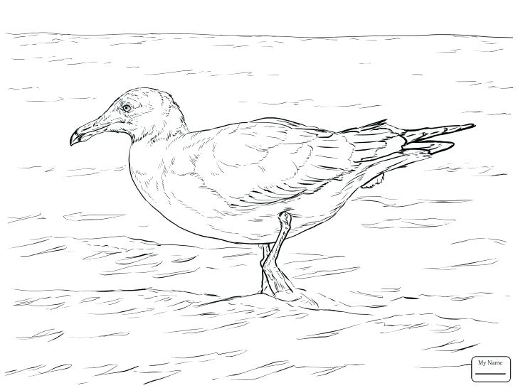 Seagull Coloring Page Medium Size Of Coloring Pages Online Mandala 728x546 Seagull Coloring Page Medium Size Of Coloring Pages Online Mandala