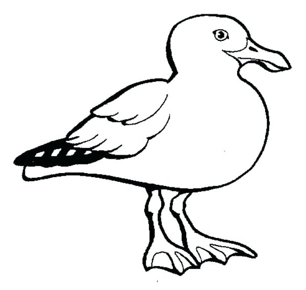 Seagull Coloring Page Seagull Coloring Pages 600x568 Seagull Coloring Page Seagull Coloring Pages