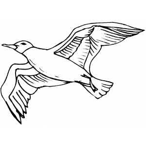Seagull Coloring Sheet 300x300 Seagull Coloring Sheet