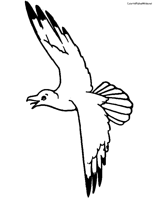 Elegant Seagull Coloring Page 32 In Download Coloring Pages 612x767 Elegant Seagull Coloring Page 32 In Download Coloring Pages