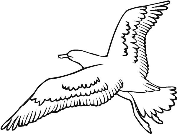 Seagull Image Coloring Page 600x457 Seagull Image Coloring Page