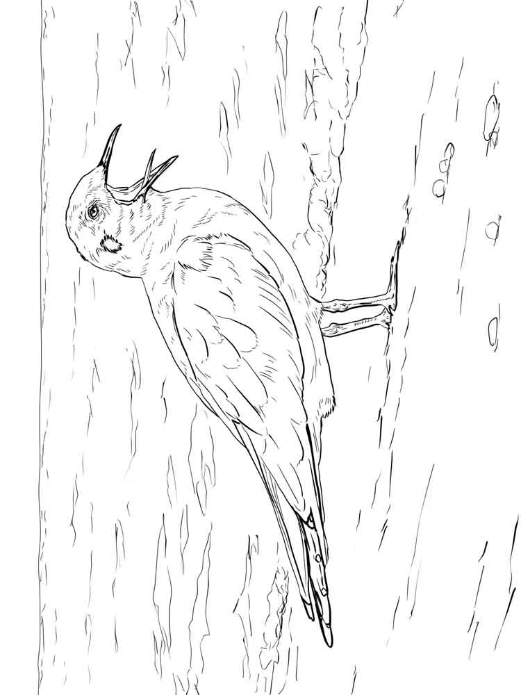 Seagull Coloring Pages. Download And Print Seagull Coloring Pages 750x1000 Seagull Coloring Pages. Download And Print Seagull Coloring Pages