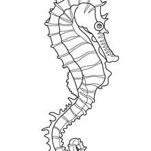 220x220 Seahorse Coloring Pages