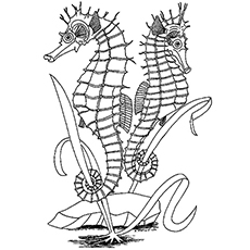230x230 Top 10 Free Printable Seahorse Coloring Pages Online