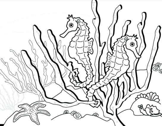 545x426 Seahorse Coloring Page Coloring Pages Of Jellyfish Seahorse