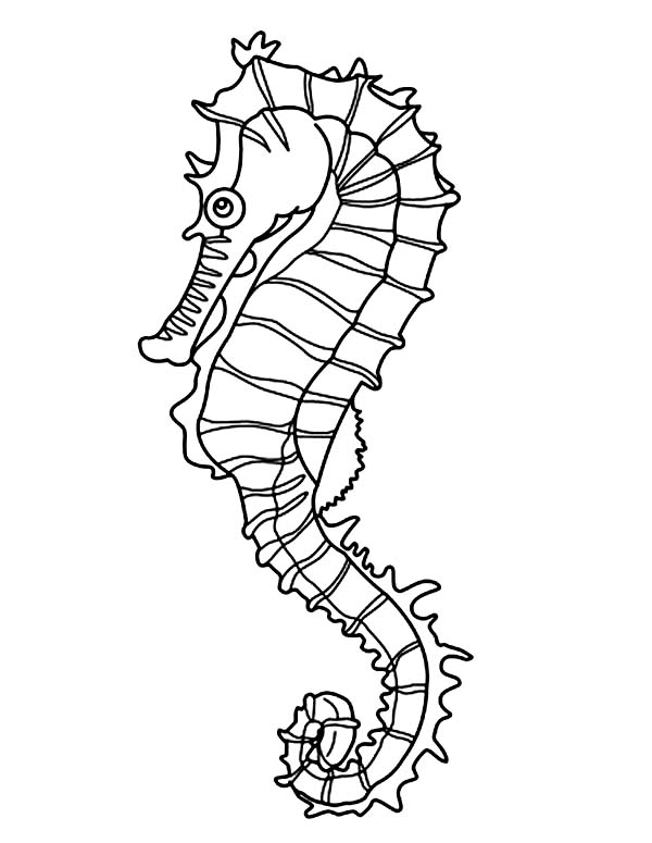 Printable Seahorse Coloring Pages Coloring Me 600x775 Printable Seahorse Coloring Pages Coloring Me