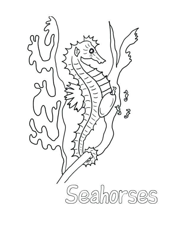 Sea Horse Coloring Pages Seahorse Coloring Pages For Kids Seahorse 612x792 Sea Horse Coloring Pages Seahorse Coloring Pages For Kids Seahorse