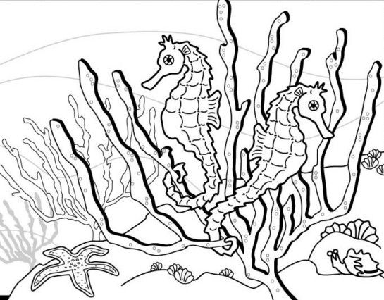 Seahorse Coloring Pages Seahorse Unit Study Zentangle 545x426 Seahorse Coloring Pages Seahorse Unit Study Zentangle