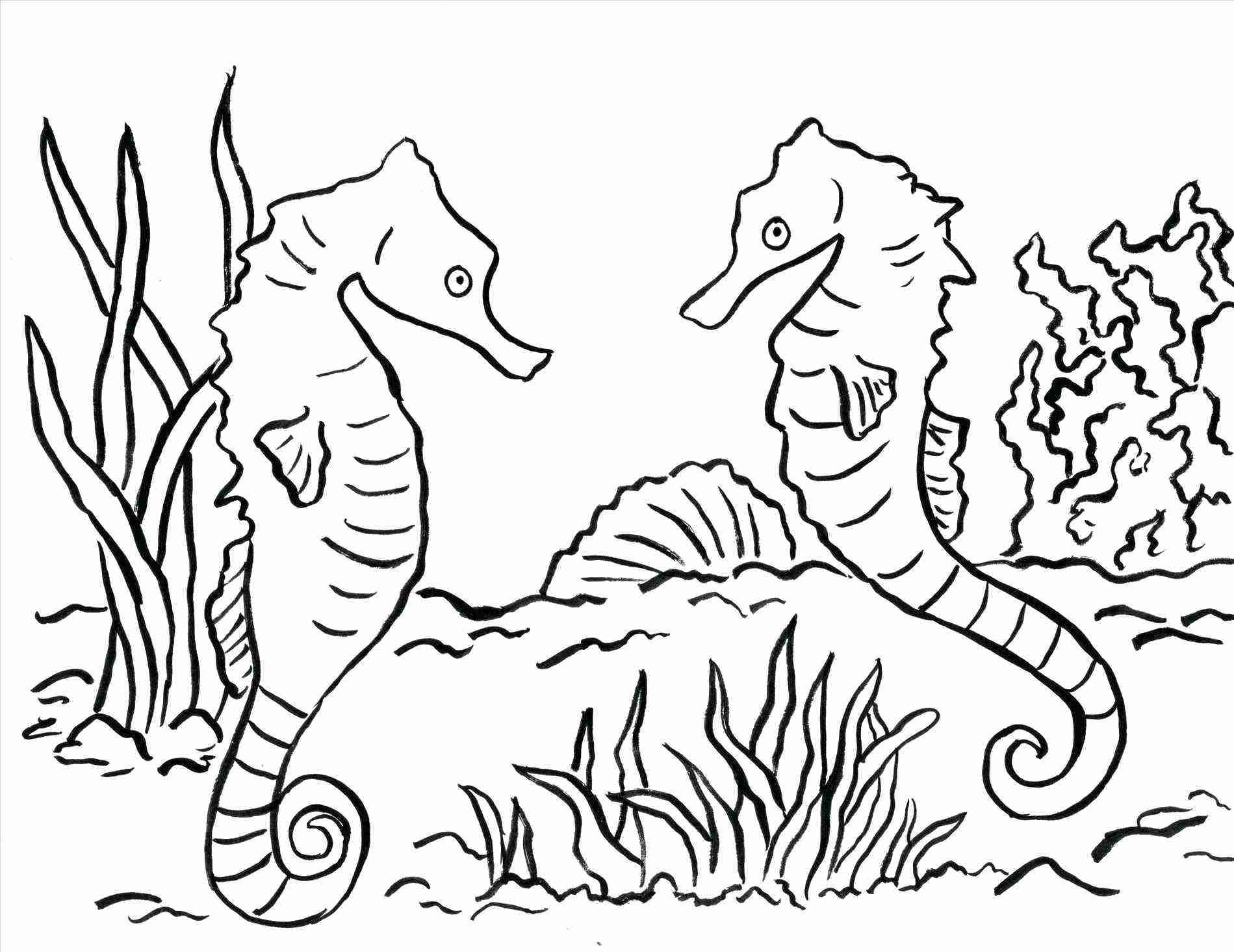 Free Printable Seahorse Coloring Pages For Kids Pleasing Sea Horse 1899x1465 Free Printable Seahorse Coloring Pages For Kids Pleasing Sea Horse