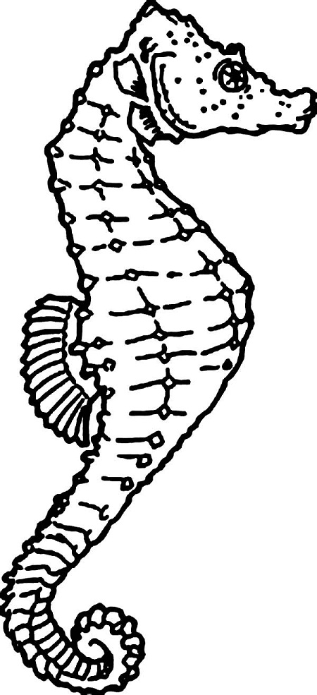 450x985 Printable Seahorse Coloring Pages Coloring Me