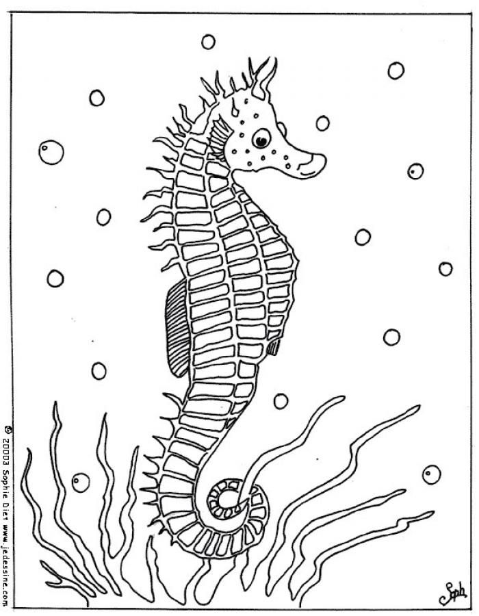 700x900 Seahorse Coloring Page 5170 Label Nursery Ideas