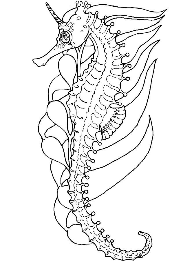 670x900 51 Lovely Seahorse Coloring Pages For Adults Coloring Pages