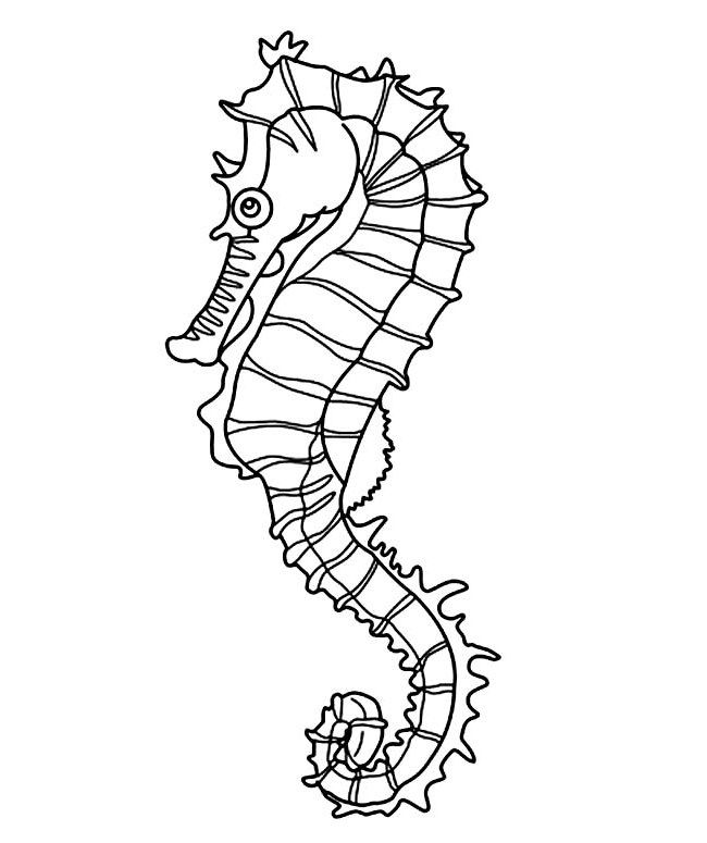 650x775 Pro Seahorse Coloring Sea Shell