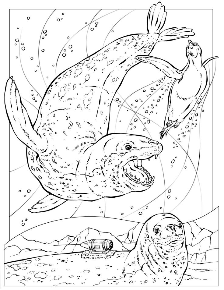 736x952 Leopard Seal Coloring Pages Download And Print For Free