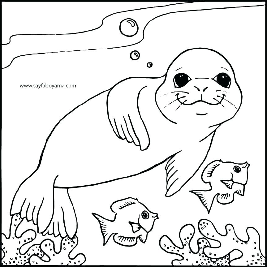 863x863 Seal Coloring Page Baby Seal Coloring Pages Fur Seal Coloring Page