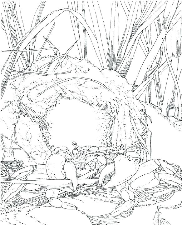 Ocean Coloring Page Ocean Coloring Page Simple Ocean Coloring 583x720 Ocean Coloring Page Ocean Coloring Page Simple Ocean Coloring