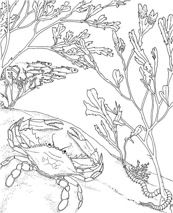 Seascape 583x720 Seascape