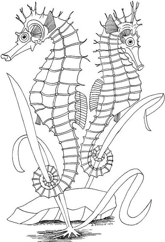 Click On A Picture To Make It Larger, Then Print It Out And Enjoy 534x780 Click On A Picture To Make It Larger, Then Print It Out And Enjoy
