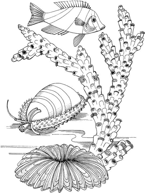 Free Seascape Coloring Pages 572x760 Free Seascape Coloring Pages