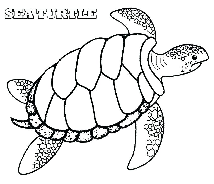 850x731 Sea Shell Coloring Page Sea Shells Coloring Pages Extraordinary